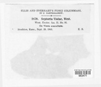 Septoria violae-palustris image